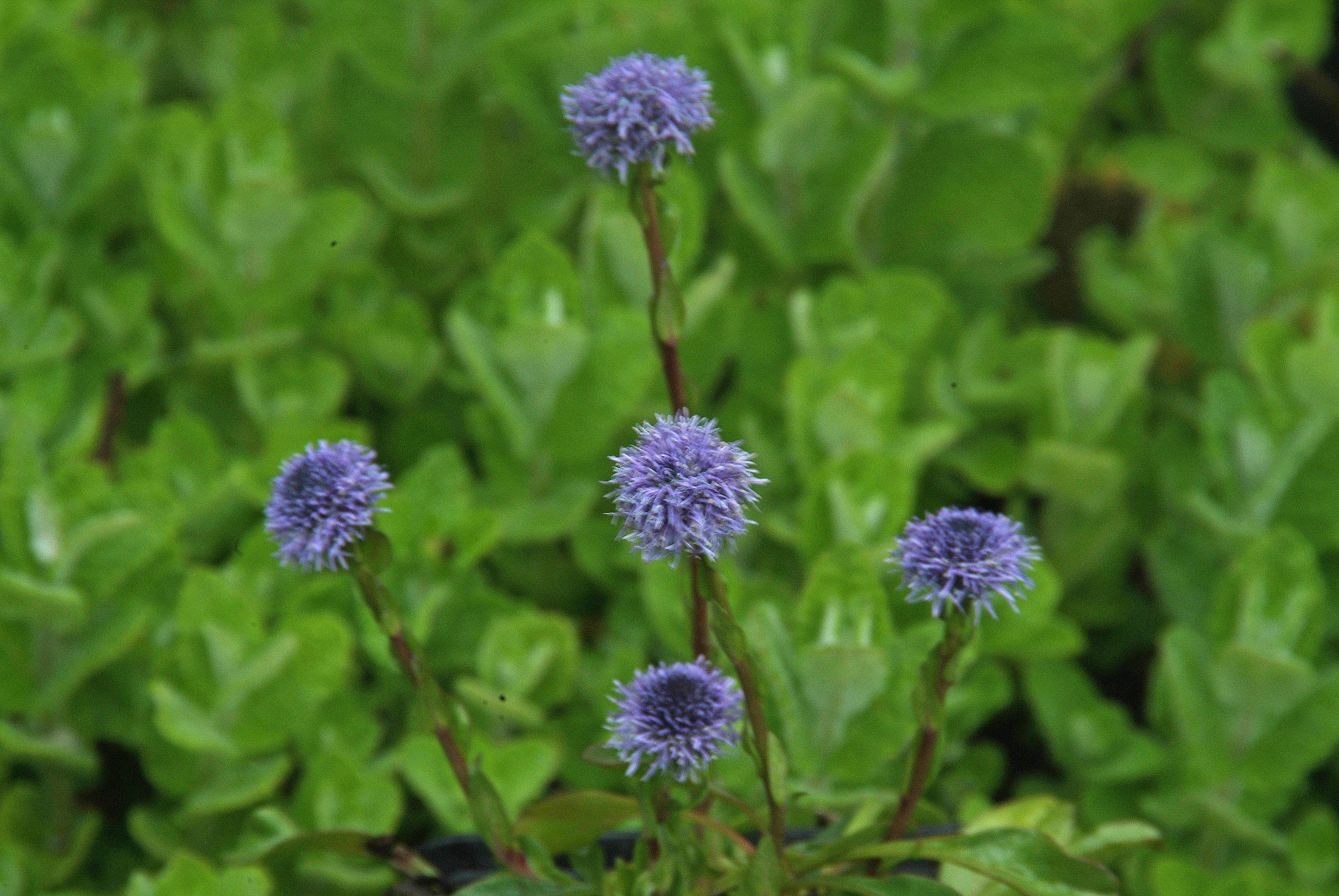 Globularia punctataKogelbloem bestellen